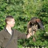 Stage d'apprentissage de la fauconnerie